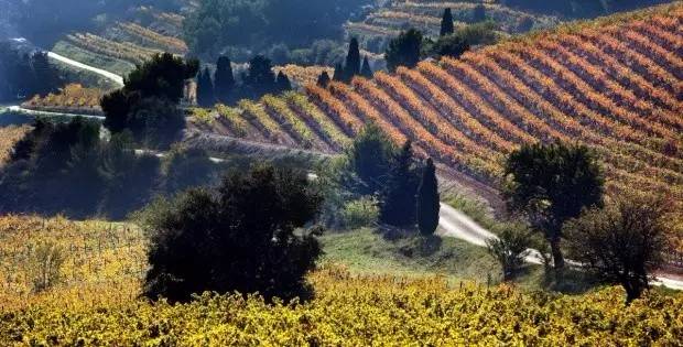 罗讷河谷葡萄酒2016广州品鉴会 探索法国葡萄酒的优雅魅力